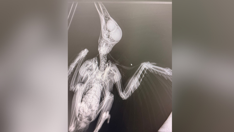 An X-ray of the crow's fractured wing