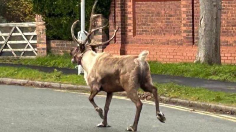 Runaway reindeer sparks huge search operation after fleeing festive celebration