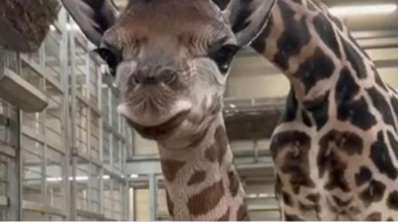 Watch: Moment giraffe is born at UK safari park