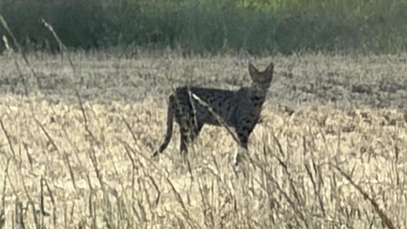 Escaped big cat found in plant pot after two-month search