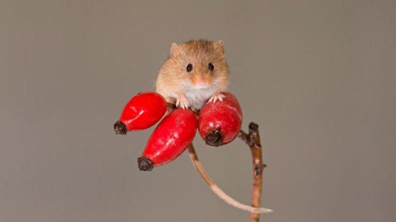 Hunt for UK's smallest mouse in huge Scottish nature reserve