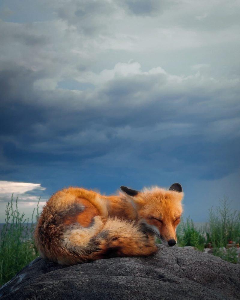 fox sleeping