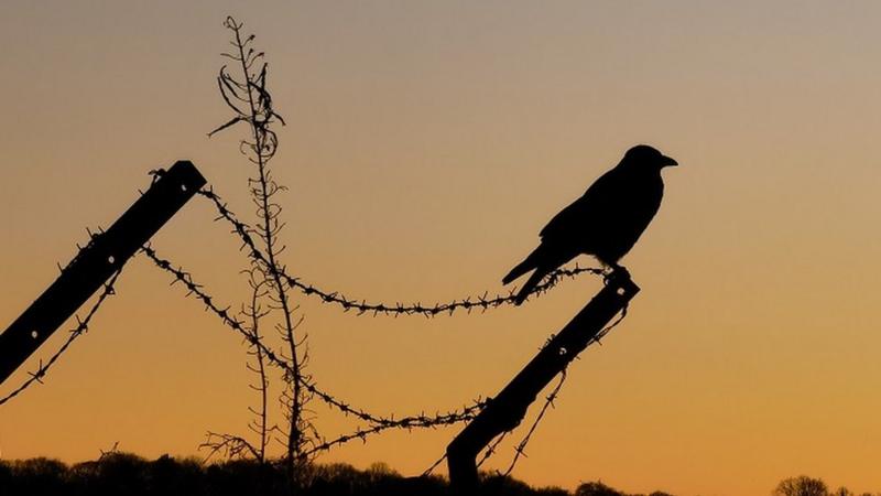 Your pictures of Scotland 1 - 8 January - BBC News