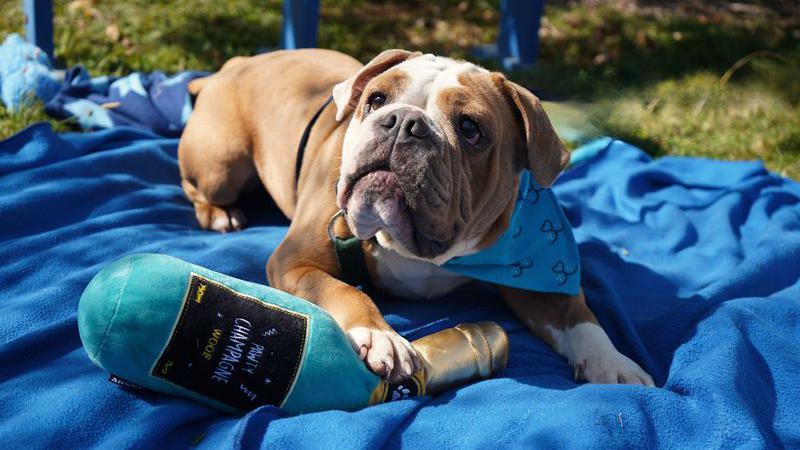 A brown and white bulldog sitting on a blue blanket in a sunny, grassy garden with its paw on a blue soft toy champagne bottle. The dog is wearing a blue bandana with a dog's face on it.