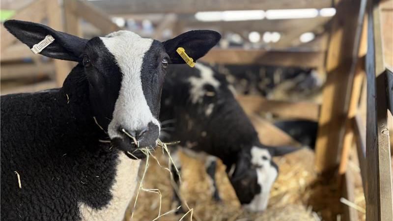 A black and white sheep looks at the camera as it eats hay within a stable. Another sheep can be seen in the background with its nose in the hay.