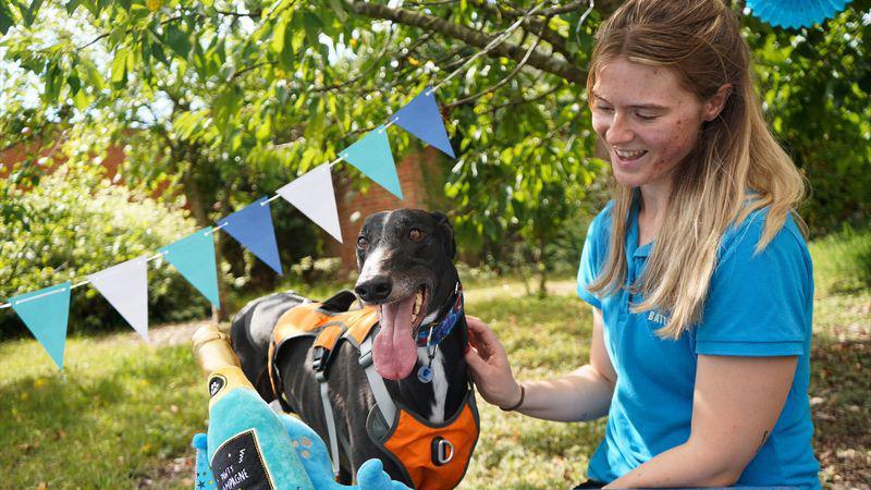 A blonde woman in a blue polo shirt with the Battersea logo on it stroking a black and white greyhound wearing an orange harness. There's a pile of blue toys in front of the dog, including a blue soft toy champagne bottle, and blue bunting hung behind it.