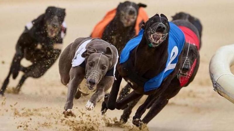Greyhound racing to be banned in Wales after Senedd vote
