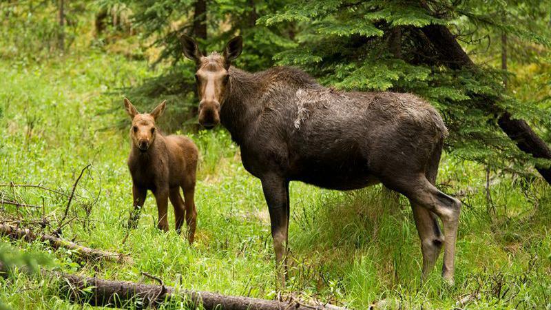 Adult and young elk