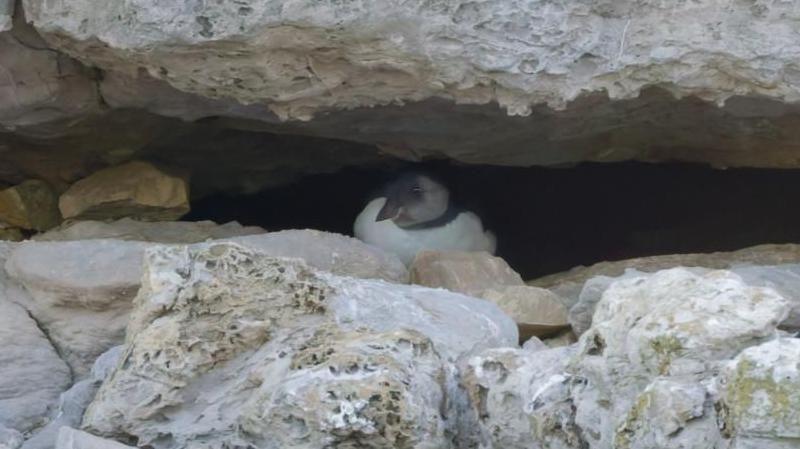 A small bird with a white chest and black head with white cheek and chinstrap sits hunched between a narrow gap in a grey rock face
