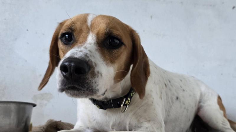 More than 30 dogs trapped in loft as flooding hits