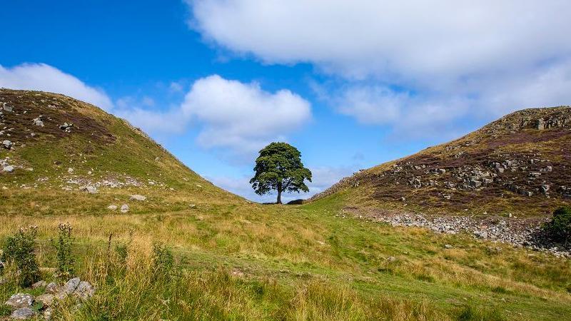 The Sycamore Gap tree before it was cut down. It is sitting in a dip in the landscape and surrounded by grass and stones. The sky is blue with some large clouds. The landscape is rough, rocky undulating grassland.