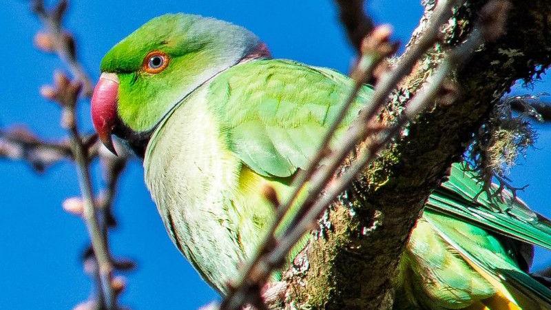 A green bird with a pink hooked beak is sitting on a tree branch