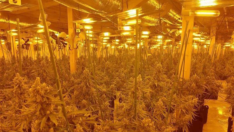 The inside of the cannabis factory in Sudbury