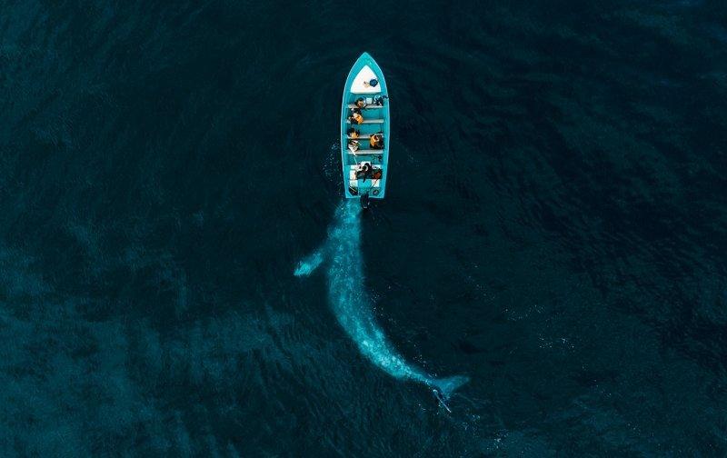 Joseph Cheires took this photo called Gray Whale Plays Pushing Tourists. He says: "At the end of the gray whale season, I was told about a gray whale that, for the last 3 years, used to play with the boats, pushing them gently. So we went back the year after and incredibly the gray whale appeared and this shot is the result."