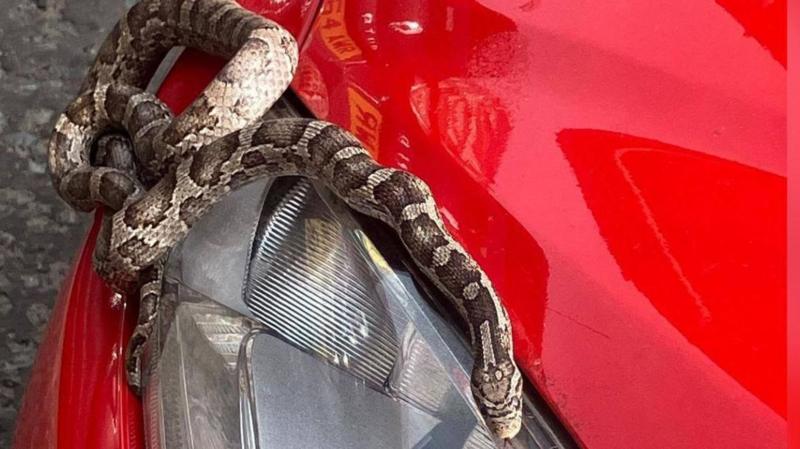 Snake takes surprise trip to seaside in car engine