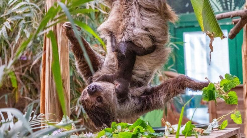 Edinburgh Zoo's new baby sloth named after David Attenborough
