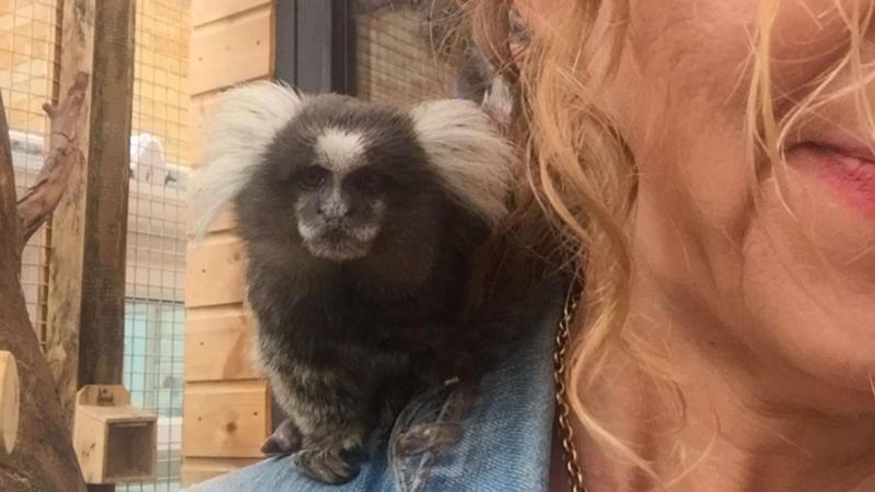 'I would do anything to keep my monkeys amid licence changes'