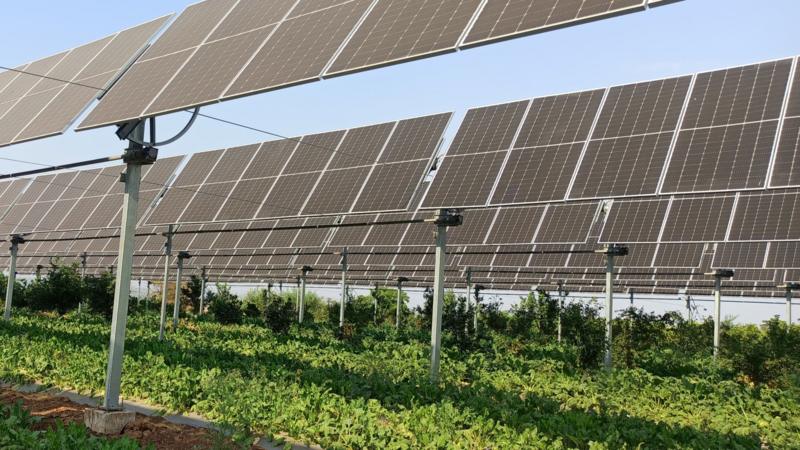 Will farming under solar panels take off?