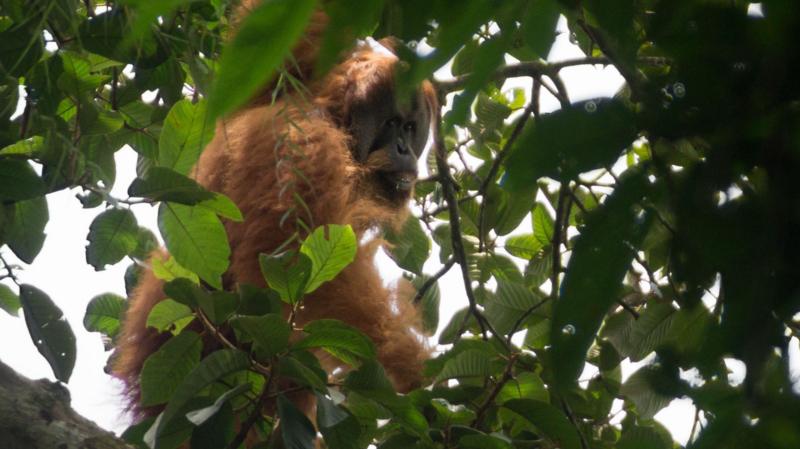 Fears grow that world's rarest apes were swept away in Sumatran floods