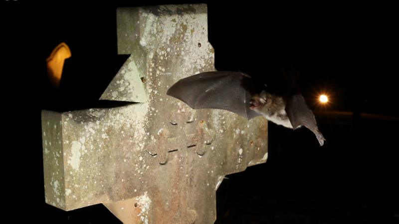 Bats are seeking sanctuary in churches - but they're making an unholy mess