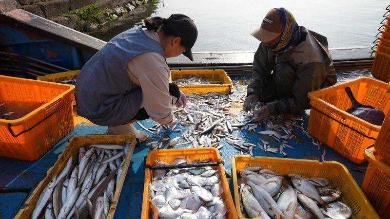 Two workers kneel on the deck of a boat, sorting fish into yellow crates.