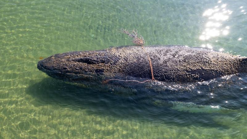 Rescuers abandon hope for whale stranded off German island