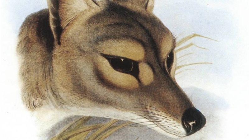 A period illustration of the Tasmanian Tiger