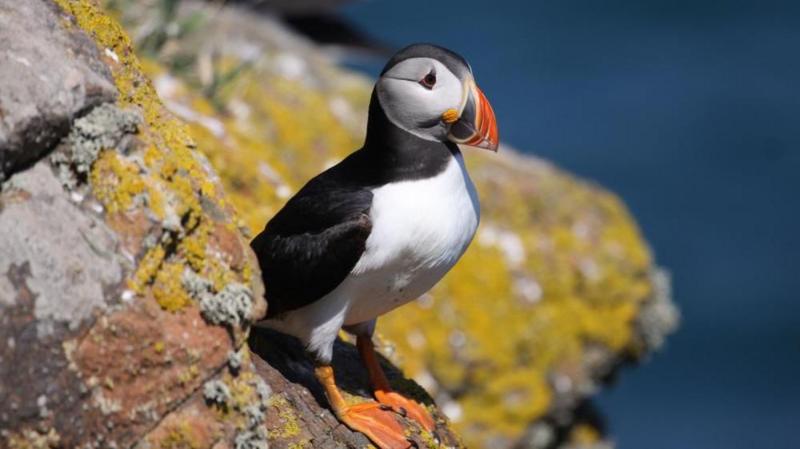 Stay on this stunning island for free... if you're willing to count puffins