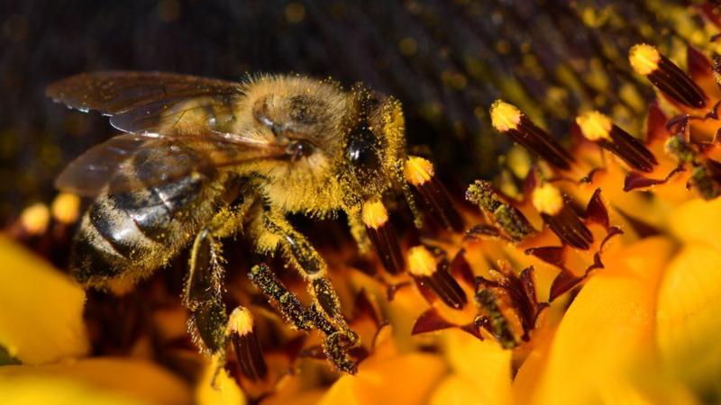 Bee-harming pesticides found in majority of English waterways - BBC News