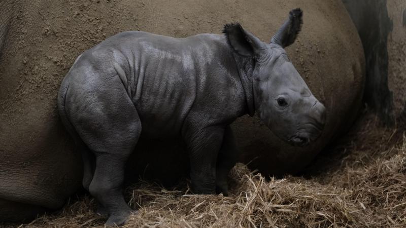 Rhino calf born at park takes wobbly first steps