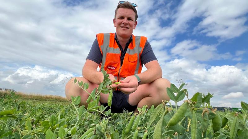 Pea shortage fears over earliest harvest in years