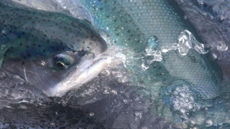 Salmon