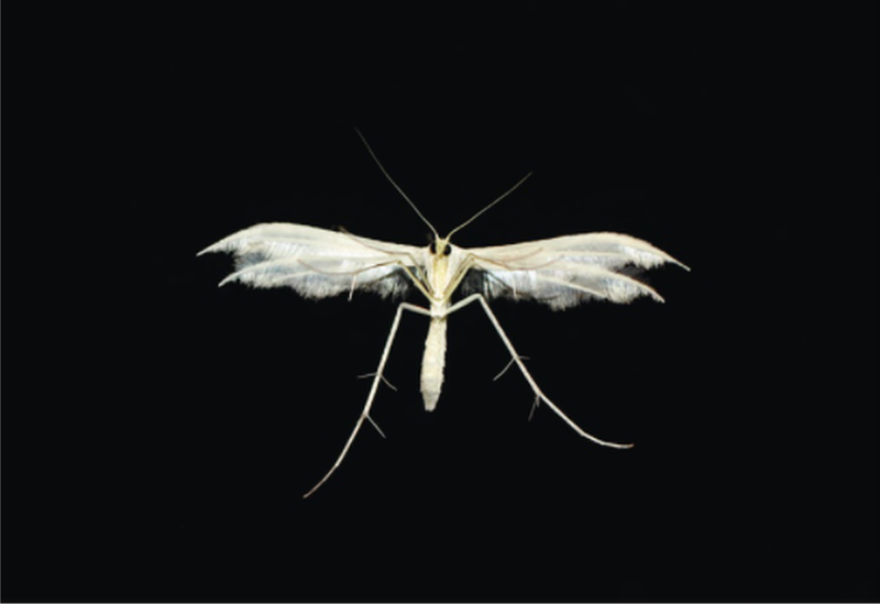 plume-moth.