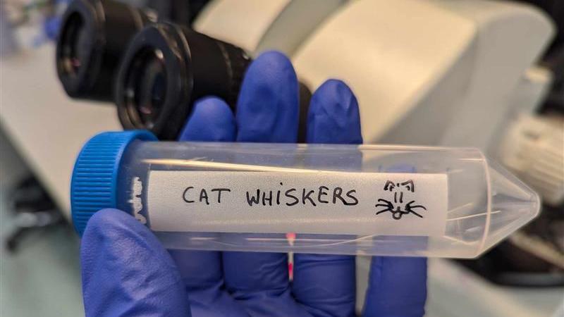 A hand in a blue latex glove holding a tube with white whiskers A note on the tube reads Cat Whiskers, with a doodle of a cat's head next to the inscription. Microscopes can be seen in the background.