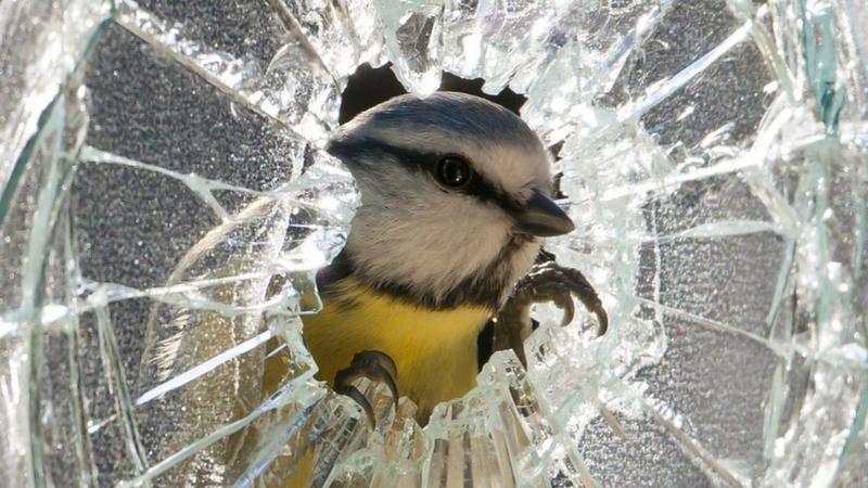 Springwatch 2020: Check out some of these amazing moments - BBC Newsround