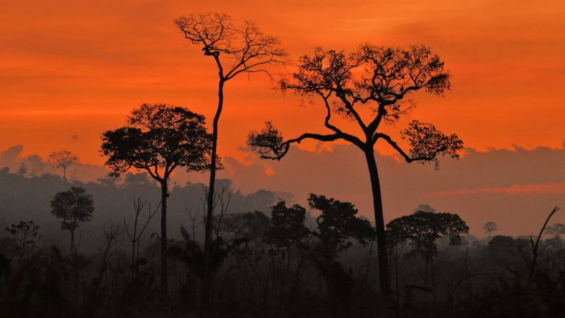 Climate Change: Amazon Regions Emit More Carbon Than They Absorb - BBC News