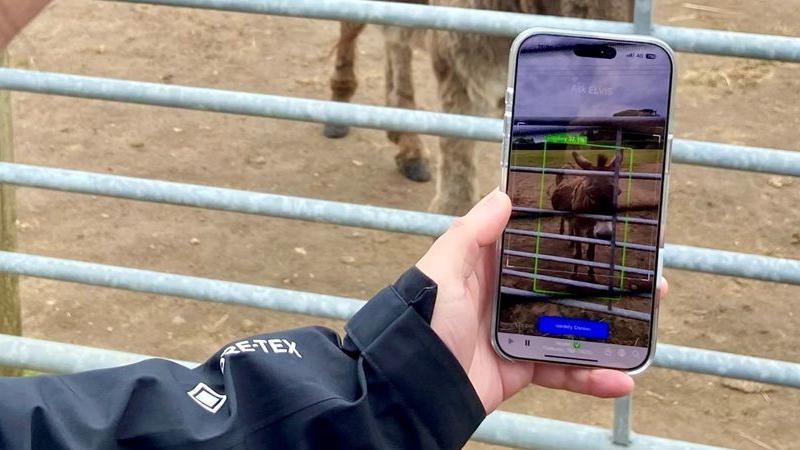 A hand wearing a navy jacket is holding a phone and there is a gate and a donkey in the background. On the smartphone's display, the app's user interface - a framed shot of a donkey with a green box around it and some information being shown which can't be made out in this picture.