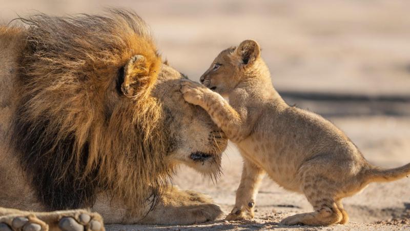 Attenborough gives 'family feels' in new show Parenthood