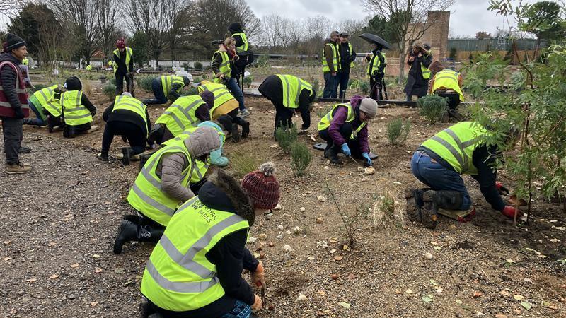More than a dozen members of the public, wearing hi vis Royal Parks jackets and outdoor clothes, are seen planting bulbs into the ground at Regent's Park