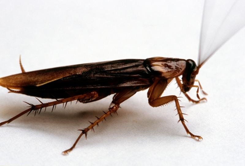 London buses infested with cockroaches say drivers