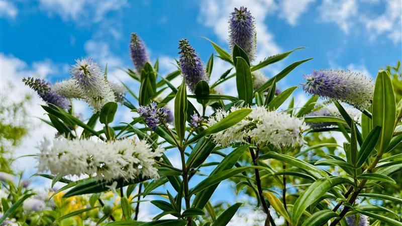 Close up of white and purple flowers. The picture is taken at an angle where you can see the sky, which is bright blue with patchy clouds. 