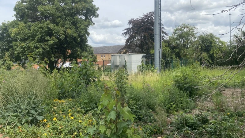 A derelict site full of large weeds, with a fence, mast and houses in the background