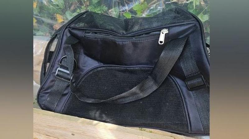 Boy detained for kittens' torture and killing