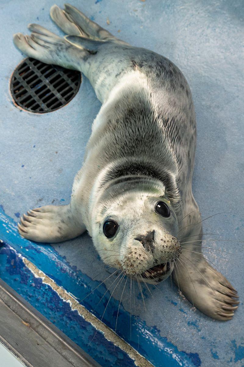 A baby seal pup looks at the camera