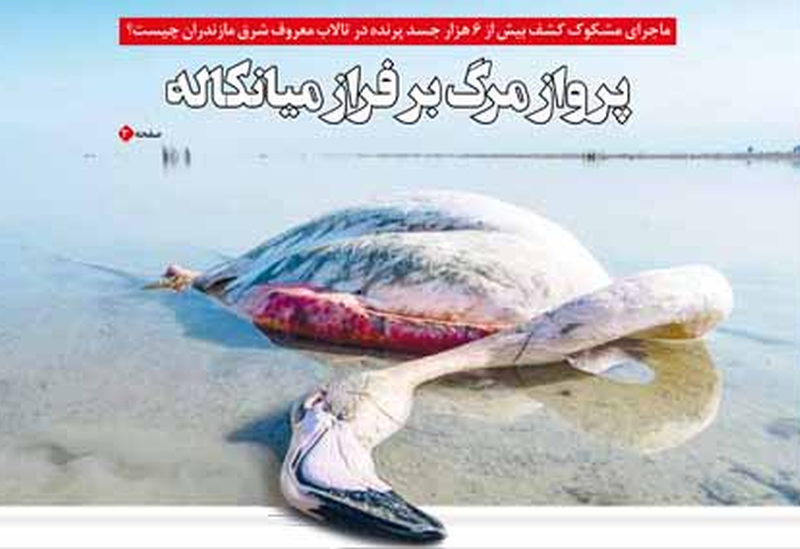 Front page image of dead flamingo, Ebtekar newspaper, Iran, January 2020