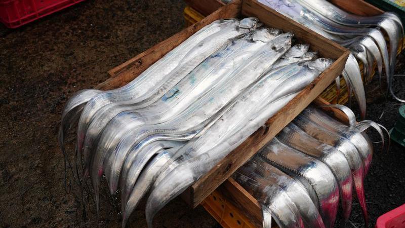 Silvery hairtail fish are seen on wooden boxes on a concrete floor.