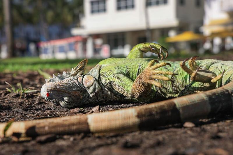 Watch: Florida iguanas are 'cold stunned' and falling from trees