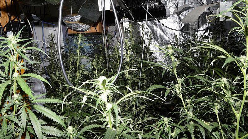 Many cannabis plants are growing in a room with reflective insulation on the walls.