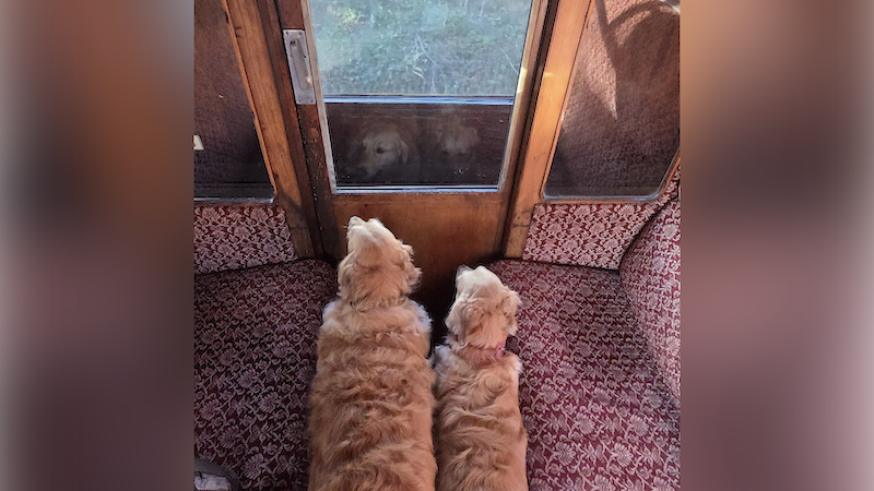 Two blonde retrievers in a train carriage looking out of the window. They are nestled between two burgundy benches in the carriage and have long golden fur.