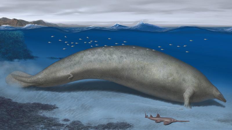 Peruvian Fossil Challenges Blue Whales For Size - BBC News